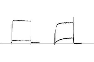 α-Dendrotoxin inhibits KV1.