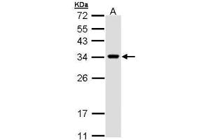 WB Image Sample (30 ug of whole cell lysate) A: H1299 12% SDS PAGE antibody diluted at 1:1000 (VAPA antibody)