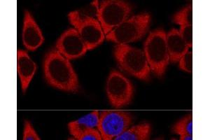Confocal immunofluorescence analysis of HeLa cells using RPL36AL Polyclonal Antibody at dilution of 1:100. (RPL36AL antibody)