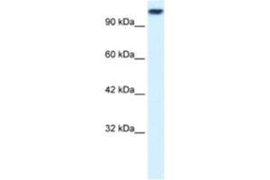 Western Blotting (WB) image for anti-Kinesin Family Member 3C (KIF3C) antibody (ABIN2460835) (KIF3C antibody)