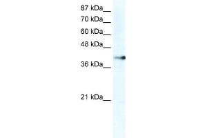 WB Suggested Anti-ZNF556 Antibody Titration:  2.