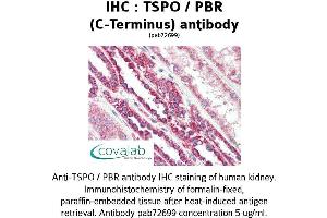 Image no. 1 for anti-Peripheral-Type Benzodiazepine Receptor (TSPO) (C-Term) antibody (ABIN1740430) (TSPO antibody  (C-Term))