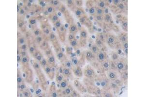 IHC-P analysis of Rat Tissue, with DAB staining. (CCL22 antibody  (AA 27-92))