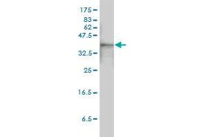 ACTB monoclonal antibody (M01), clone 3G4-F9 Western Blot analysis of ACTB expression in HeLa .
