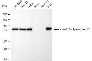 Western blotting analysis using kinesin family member 2C antibody (ABIN7799205). (Recombinant KIF2C antibody)