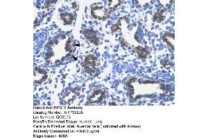 Human Lung (RPS16 antibody  (N-Term))