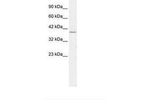 Image no. 2 for anti-Regulating Synaptic Membrane Exocytosis 3 (RIMS3) (C-Term) antibody (ABIN202211) (RIMS3 antibody  (C-Term))