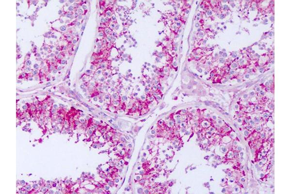 Repetin antibody  (C-Term)