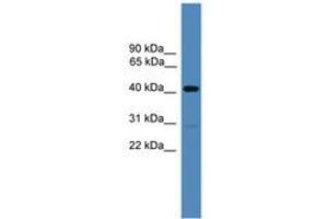 Image no. 1 for anti-Adhesion Regulating Molecule 1 (Adrm1) (C-Term) antibody (ABIN6745298) (ADRM1 antibody  (C-Term))