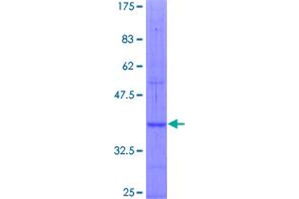 NPR3 Protein (AA 42-140) (GST tag)