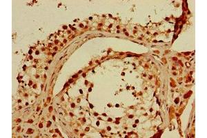 Immunohistochemistry of paraffin-embedded human testis tissue using ABIN7156122 at dilution of 1:100 (KPNA4 antibody  (AA 51-239))