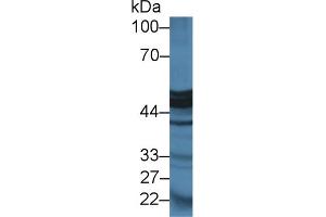 Western Blot; Sample: Mouse Pancreas lysate; Primary Ab: 2µg/ml Rabbit Anti-Rat CPA1 Antibody Second Ab: 0. (CPA1 antibody  (AA 205-419))