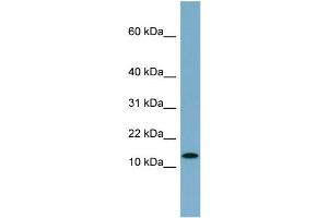 WB Suggested Anti-RPS27L  Antibody Titration: 0. (RPS27L antibody  (N-Term))