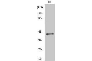 Western Blotting (WB) image for anti-LUC7-Like 2 (LUC7L2) (Internal Region) antibody (ABIN3185422) (LUC7L2 antibody  (Internal Region))