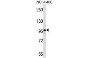 Western Blotting (WB) image for anti-Multimerin 2 (MMRN2) antibody (ABIN2997102) (MMRN2 antibody)