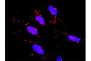 Proximity Ligation Analysis of protein-protein interactions between MAPK3 and RET. (Ret Proto-Oncogene antibody  (AA 361-458))