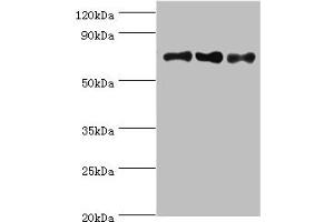 Western Blotting (WB) image for anti-Nucleolin (NCL) (AA 411-710) antibody (ABIN7161992)