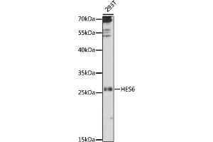 Western blot analysis of extracts of 293T cells, using HES6 antibody (ABIN7267561) at 1:1000 dilution. (HES6 antibody  (AA 1-224))