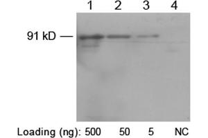 Western blot analysis of His-fusion protein (MW~91 kD) using 1 µg/mL Rabbit Anti-His-tag Polyclonal Antibody (ABIN398410) Lane 1-3: C-terminal His-fusion protein pfu-HisLane 4: Negative E. (His Tag antibody)