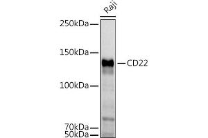 Western blot analysis of extracts of Raji cells, using CD22 antibody (ABIN6131253, ABIN6138143, ABIN6138144 and ABIN6221471) at 1:1000 dilution. (CD22 antibody  (AA 708-847))