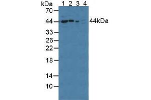 Western blot analysis of (1) Rat Serum, (2) Rat Brain Tissue, (3) Mouse Brain Tissue and (4) Human A549 Cells. (PPID antibody  (AA 7-191))