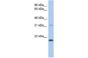 Western Blotting (WB) image for anti-C-Type Lectin-Like 1 (CLECL1) antibody (ABIN2459643) (CLECL1 antibody)