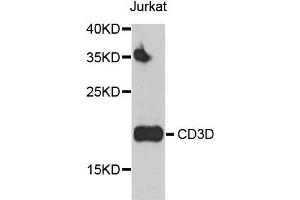 Western blot analysis of Jurkat cell and HUT-78 cell lysate using CD3D antibody. (CD3D antibody  (AA 22-105))