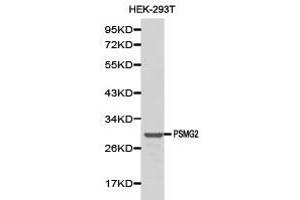 Western Blotting (WB) image for anti-Proteasome (Prosome, Macropain) Assembly Chaperone 2 (PSMG2) antibody (ABIN1874401)