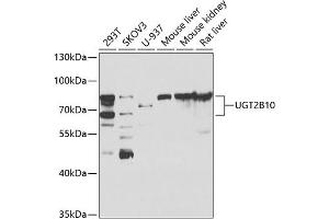 Western blot analysis of extracts of various cell lines, using UGT2B10 antibody (ABIN6128888, ABIN6149901, ABIN6149902 and ABIN6223477) at 1:1000 dilution. (UGT2B10 antibody  (AA 20-280))