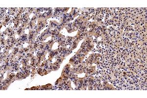 Detection of ALCAM in Human Adrenal gland Tissue using Monoclonal Antibody to Activated Leukocyte Cell Adhesion Molecule (ALCAM) (CD166 antibody  (AA 28-527))