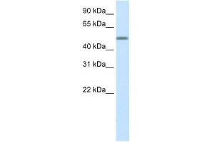HSZFP36 antibody used at 0. (ZNF823 antibody  (Middle Region))