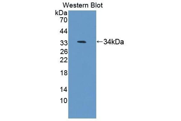 Antizyme Inhibitor 1 antibody  (AA 1-280)