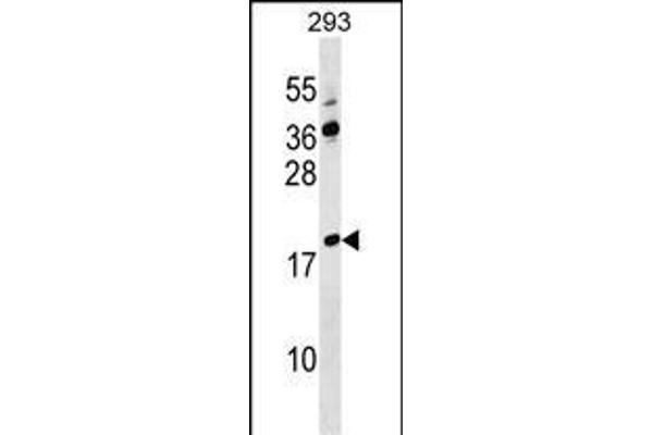 Lysozyme-Like 4 antibody  (AA 37-63)