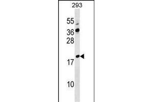 LYZL4 Antibody (Center) (ABIN1538359 and ABIN2849592) western blot analysis in 293 cell line lysates (35 μg/lane). (Lysozyme-Like 4 antibody  (AA 37-63))