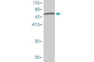 Western Blot detection against Immunogen (69. (Oct-2 antibody  (AA 1-400))