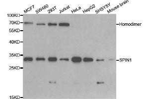 Western blot analysis of extracts of various cell lines, using SPIN1 antibody (ABIN5973464) at 1/1000 dilution. (Spindlin 1 antibody)