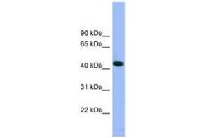 Image no. 1 for anti-ARP3 Actin-Related Protein 3 (ACTR3) (AA 35-84) antibody (ABIN6743623) (ACTR3 antibody  (AA 35-84))