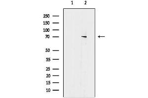 anti-Ecto-NOX Disulfide-Thiol Exchanger 2 (ENOX2) (N-Term) antibody