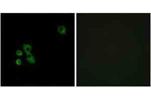 Immunofluorescence (IF) image for anti-Taste Receptor, Type 2, Member 7 (TAS2R7) (AA 47-96) antibody (ABIN2891097) (TAS2R7 antibody  (AA 47-96))