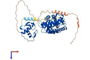 PPARA Protein (AA 1-468) (His tag)