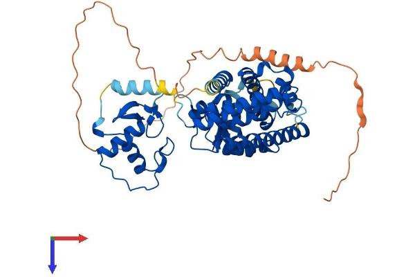 PPARA Protein (AA 1-468) (His tag)