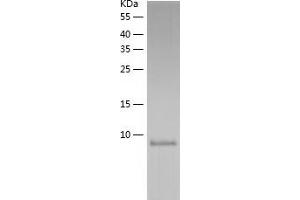GCHFR Protein (AA 1-84) (His tag)