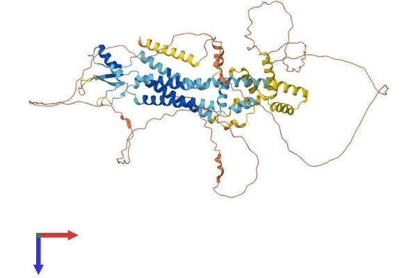 Pannexin 2 Protein (PANX2) (AA 1-677) (His tag)