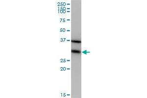 EEF1B2 antibody  (AA 29-91)