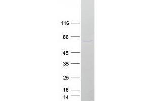 Validation with Western Blot (Pellino 1 Protein (Myc-DYKDDDDK Tag))