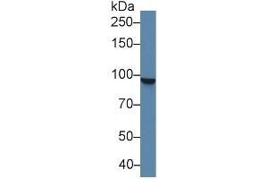 Western blot analysis of Human K562 cell lysate, using Human STAT5A Antibody (2 µg/ml) and HRP-conjugated Goat Anti-Rabbit antibody (