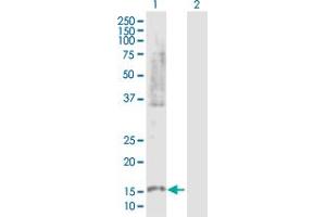 Western Blot analysis of PLA2G10 expression in transfected 293T cell line by PLA2G10 MaxPab polyclonal antibody. (PLA2G10 antibody  (AA 1-165))