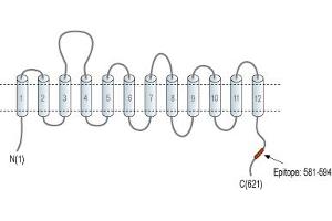 anti-Taurine Transporter (TAUT) (AA 581-594), (C-Term), (Intracellular) antibody