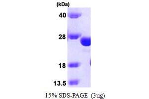 SDS-PAGE (SDS) image for Glutathione S-Transferase kappa 1 (GSTK1) (AA 1-226) protein (ABIN666936)