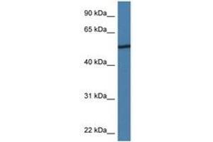 Image no. 1 for anti-Adiponectin Receptor 2 (ADIPOR2) (AA 48-97) antibody (ABIN6746917) (Adiponectin Receptor 2 antibody  (AA 48-97))